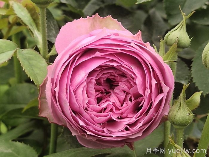 鮮切玫瑰品種有多少？花藝常用65種玫瑰品種介紹(圖11)