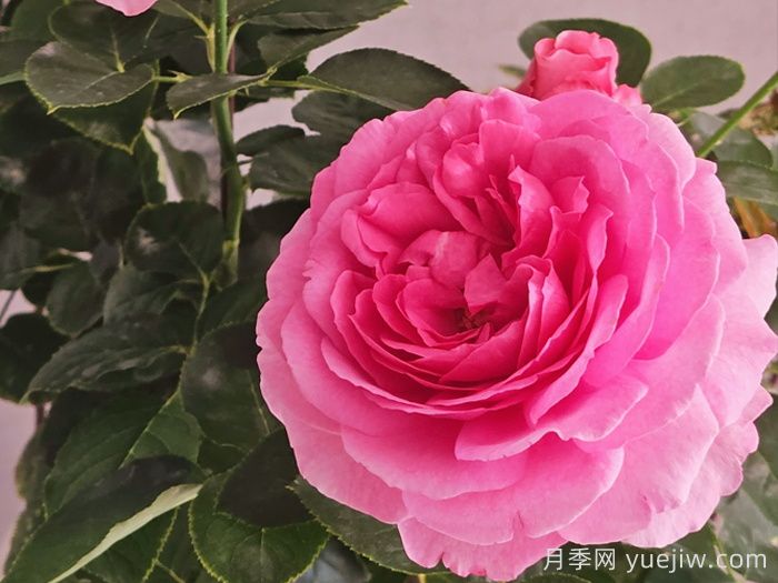 鮮切玫瑰品種有多少？花藝常用65種玫瑰品種介紹(圖7)