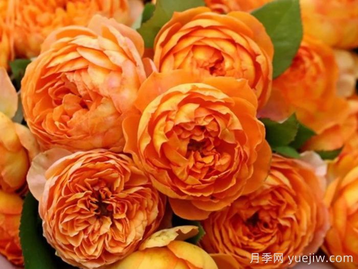 鮮切玫瑰品種有多少？花藝常用65種玫瑰品種介紹(圖10)