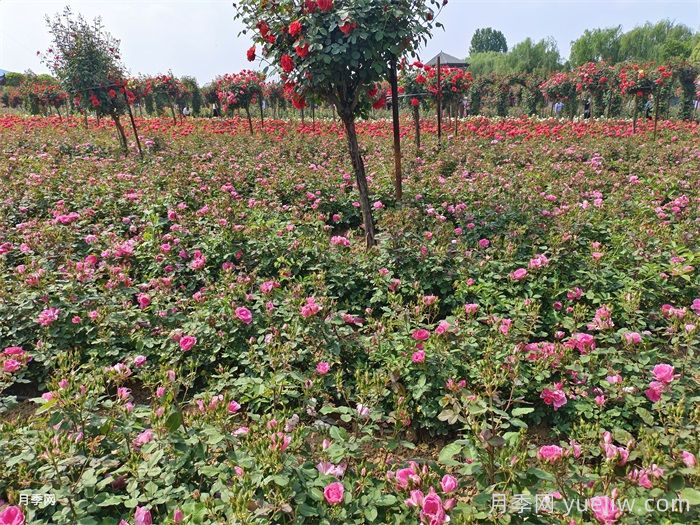 7月入伏盛夏期間月季怎么養(yǎng)？夏季養(yǎng)好秋季爆花(圖3)