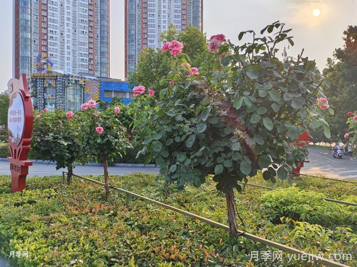 7月入伏盛夏期間月季怎么養(yǎng)？夏季養(yǎng)好秋季爆花(圖4)