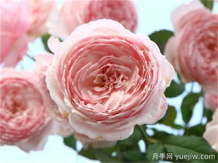 已經(jīng)踩坑，盤點5款月季新手勸退(圖3)