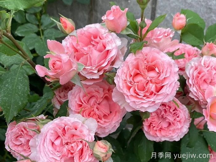 推薦二廣花友5款勤花月季，耐熱耐曬耐雨淋(圖1)