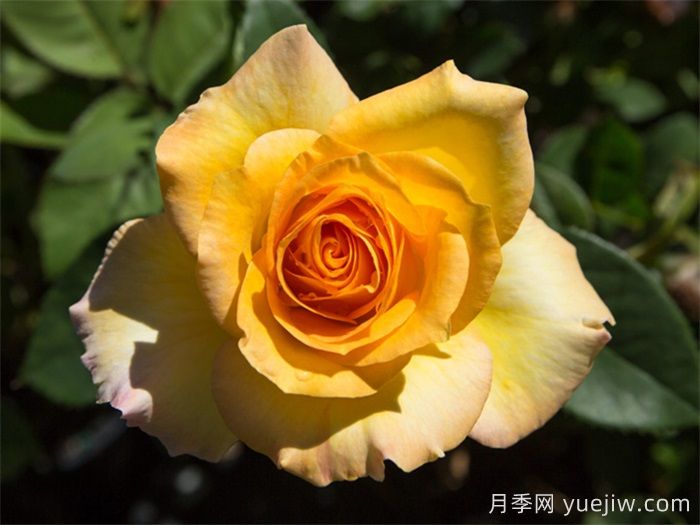 超火的10款復(fù)色系月季，款款精選(圖3)