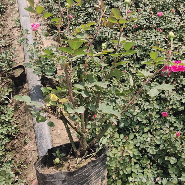 月季如何度過炎熱的夏天？(圖2)