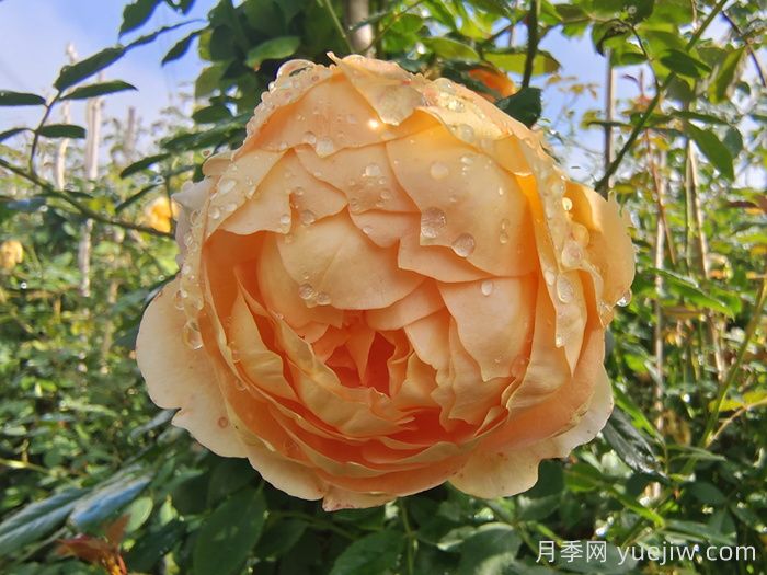 夏天養(yǎng)護(hù)注意著5點(diǎn)，讓你月季能過(guò)夏(圖1)