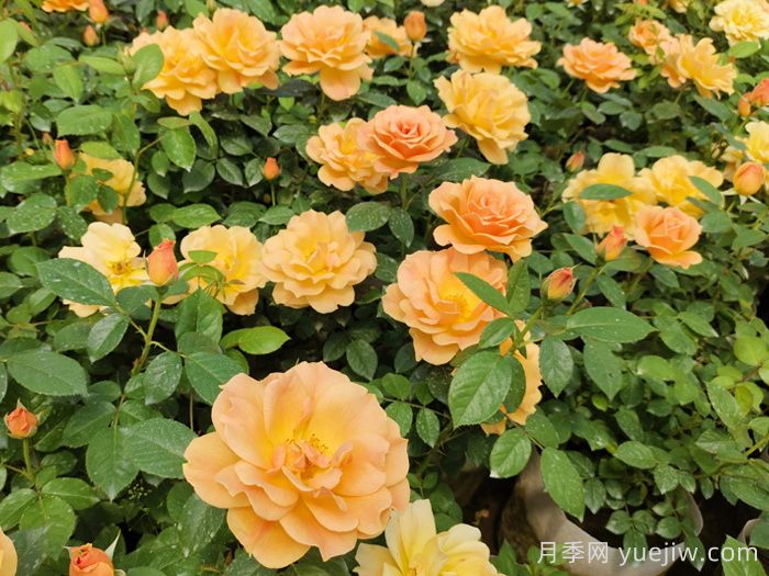 夏天養(yǎng)護(hù)注意著5點(diǎn)，讓你月季能過(guò)夏(圖2)