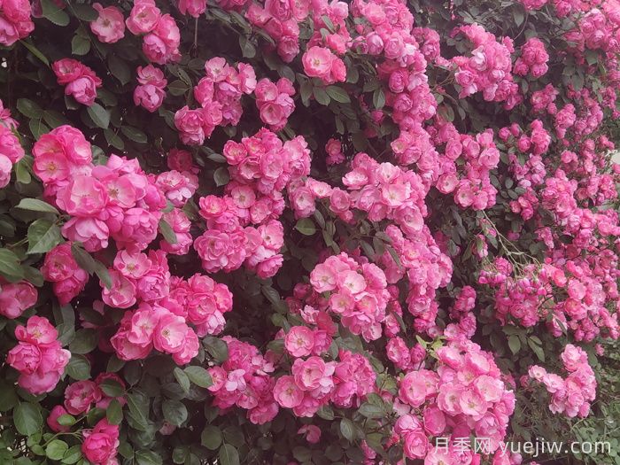 藤本月季的優(yōu)勢(shì)，爬滿(mǎn)圍墻就開(kāi)花(圖1)