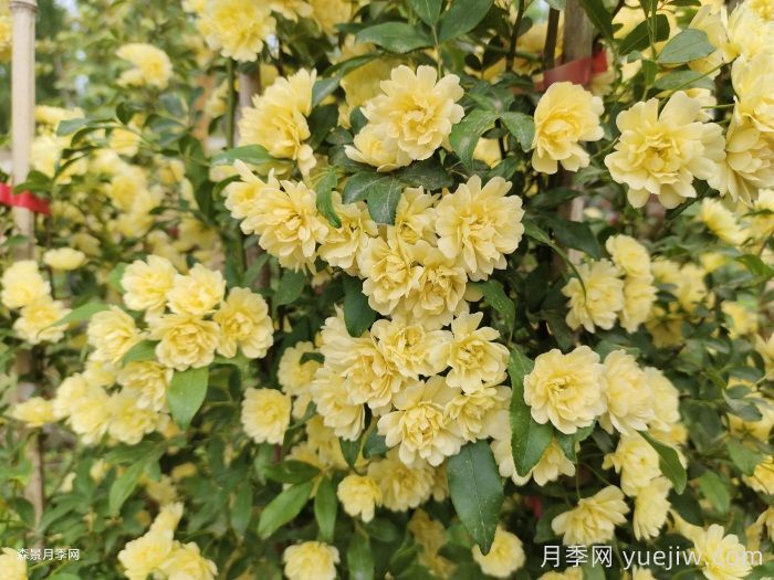 藤本月季的優(yōu)勢(shì)，爬滿(mǎn)圍墻就開(kāi)花(圖2)
