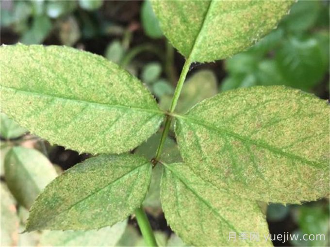 什么藥可以有效地防治月季紅蜘蛛？(圖1)