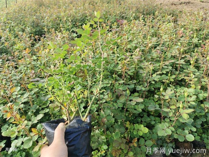 夏天打造月季小苗圓潤株型(圖1)