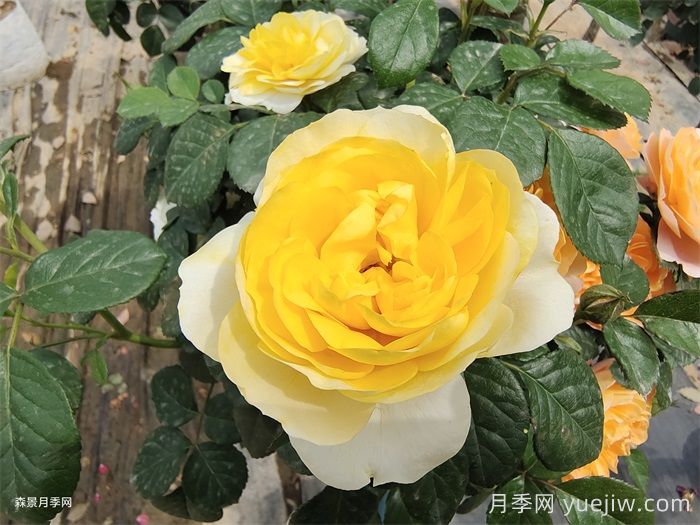 推薦10種值得擁有的網紅月季品種(圖3)