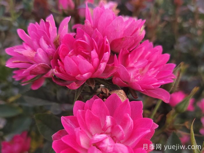 推薦10種值得擁有的網紅月季品種(圖5)