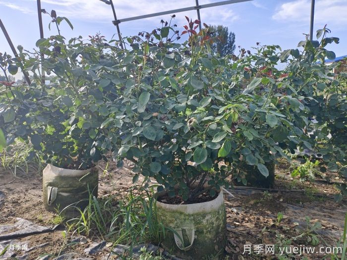 月季安全度夏指南，別讓你的月季死在夏天(圖1)