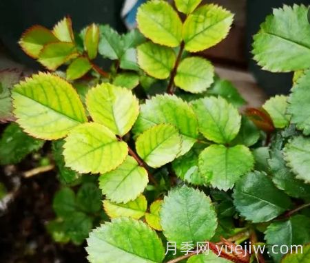 夏季月季新葉子發(fā)黃，該如何解決？(圖1)