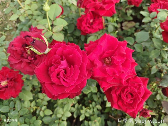 夏季月季養(yǎng)護五要點，輕松應(yīng)對高溫花期翻倍(圖1)