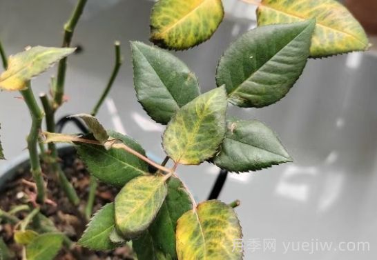 總結(jié)，9種月季黃葉癥狀及解決方法(圖1)