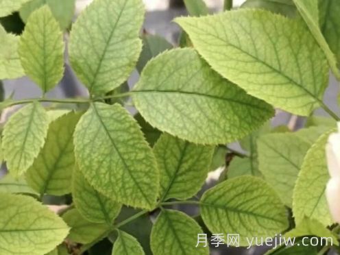 總結(jié)，9種月季黃葉癥狀及解決方法(圖3)