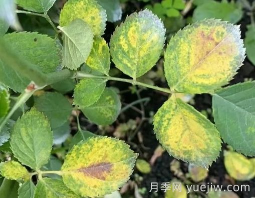 總結(jié)，9種月季黃葉癥狀及解決方法(圖4)