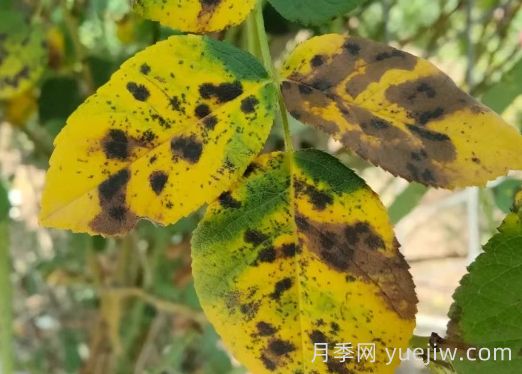總結(jié)，9種月季黃葉癥狀及解決方法(圖5)