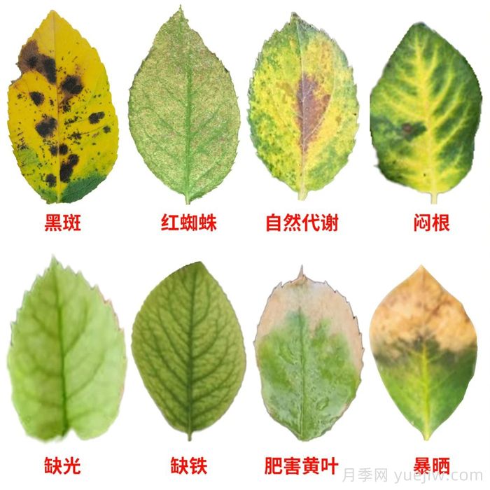 水黃與肥害分不清？7種月季常見黃葉癥狀(圖1)