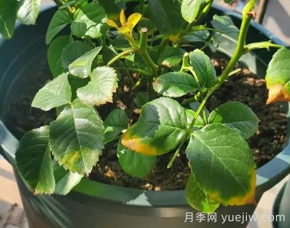 水黃與肥害分不清？7種月季常見黃葉癥狀(圖2)