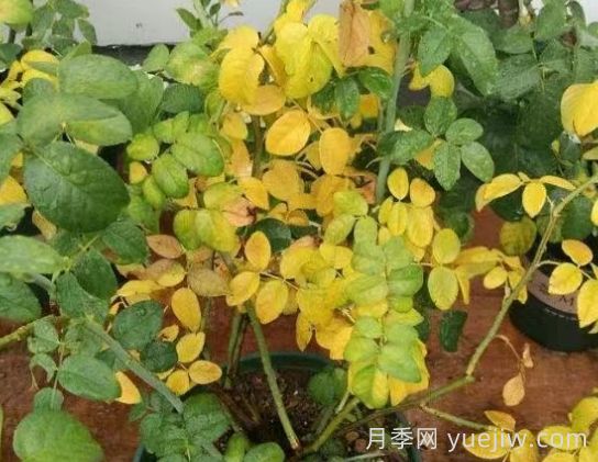 水黃與肥害分不清？7種月季常見黃葉癥狀(圖3)