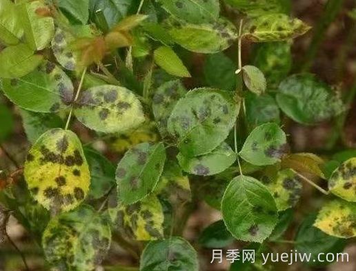 水黃與肥害分不清？7種月季常見黃葉癥狀(圖4)