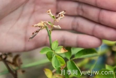 月季被高溫燙傷了怎么辦？(圖1)