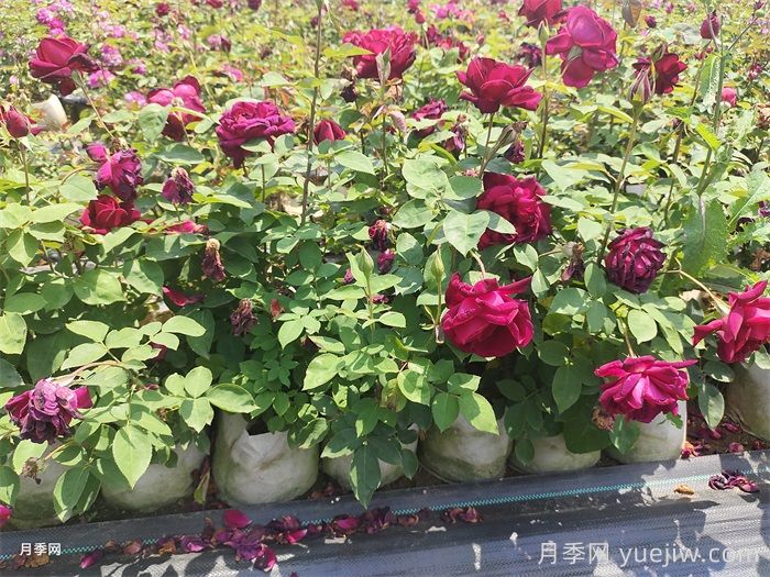 盆栽月季防暑降溫小妙招，你知道嗎？(圖1)