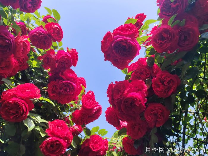 月季夏天總養(yǎng)死？新手避開這些坑(圖2)