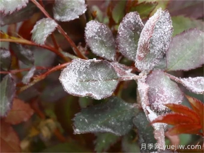 月季產(chǎn)生白粉??？給你支招解決(圖1)