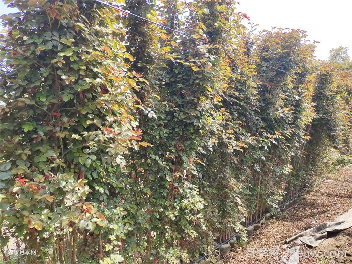 月季花移栽后僵苗的原因及應(yīng)對措施(圖1)