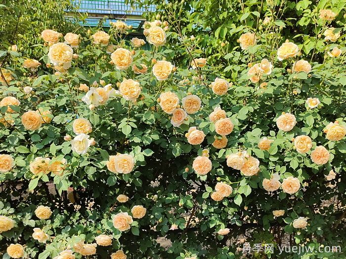 月季不開(kāi)花到底是什么原因？月季爆花教程(圖2)