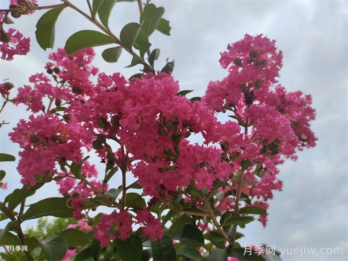 匯總50種華南常見觀賞花(圖1)