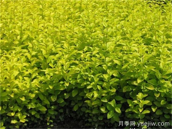 金葉女貞和金森女貞有什么區(qū)別？(圖1)