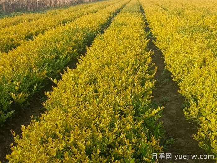 金葉女貞和金森女貞有什么區(qū)別？(圖2)
