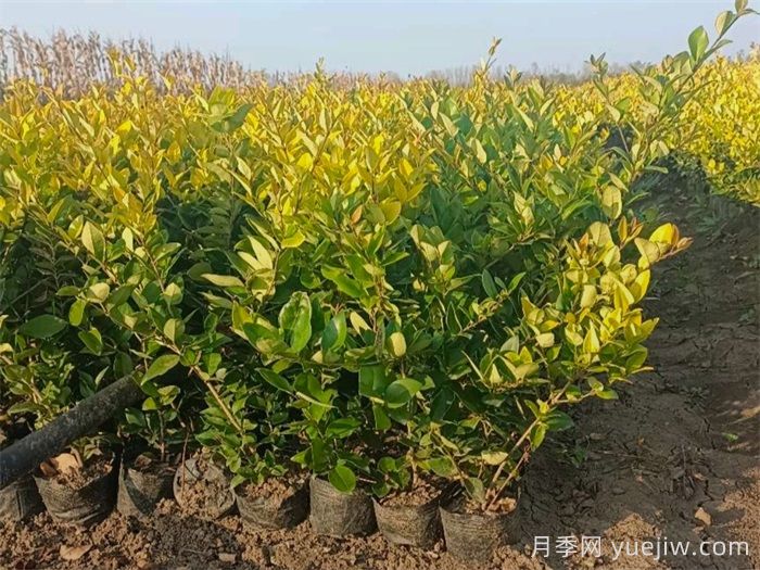 金森女貞和金葉女貞的區(qū)別有哪些？(圖1)