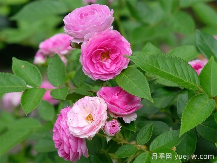 五款經(jīng)典月季，打造都市陽臺(tái)微月花園(圖4)
