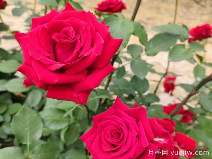 夏末秋初**波月季花，能不能看？要不要留？(圖1)