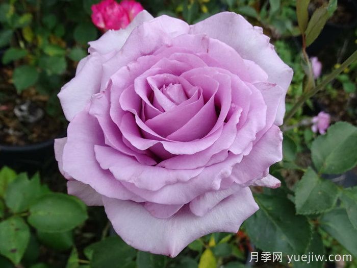 為什么紫色的月季也叫藍(lán)色？(圖2)