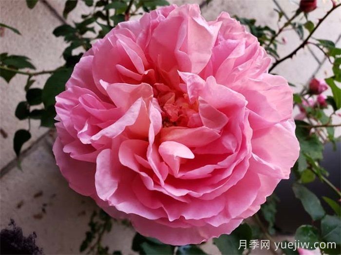 不同環(huán)境如何選月季？(圖2)