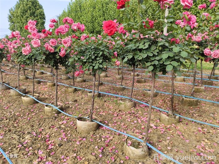 9月月季花事，月季養(yǎng)護分區(qū)域版本(圖1)