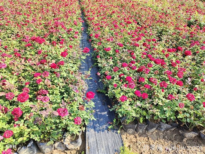 9月月季花事，月季養(yǎng)護分區(qū)域版本(圖2)