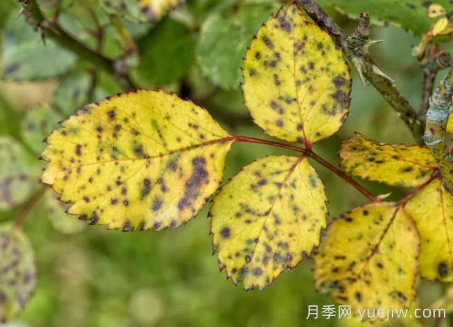 月季黃葉是因?yàn)槭裁丛颍繋湍闩袛嗪徒鉀Q(圖2)