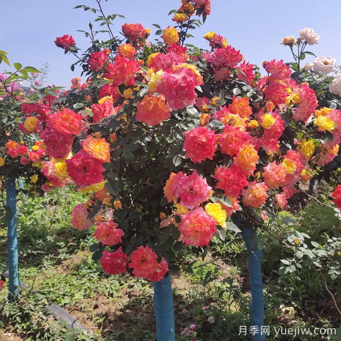 夏天開敗的月季花，如何能快速再次開花？(圖1)