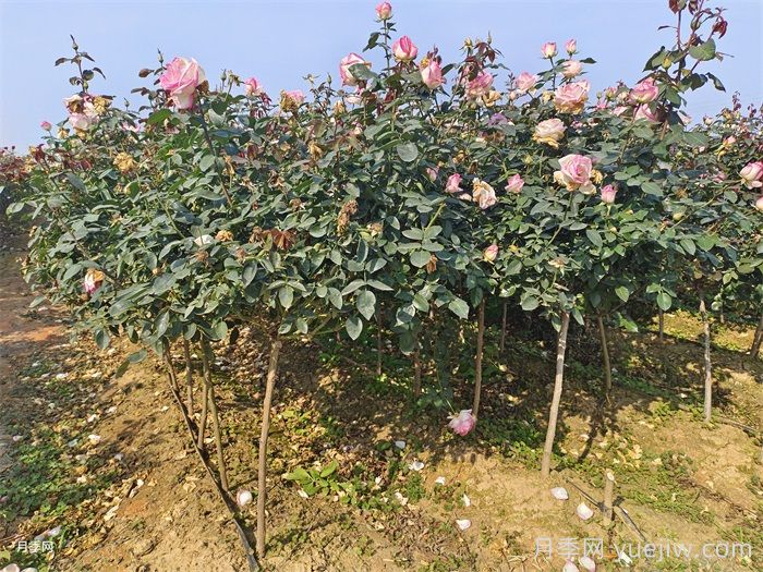 八月中下旬月季養(yǎng)護(hù)指南，期待秋天到來(圖2)
