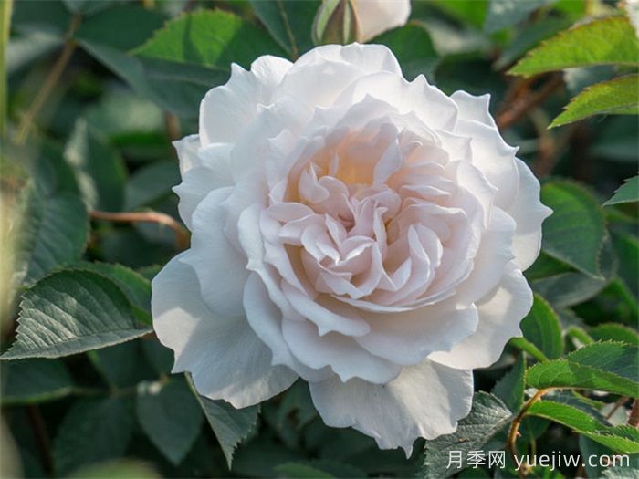 治愈系白色月季推薦，每一款都值得擁有(圖2)