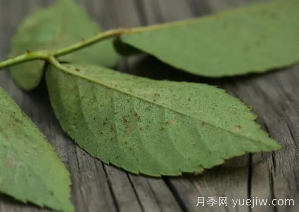 月季紅蜘蛛大爆發(fā)，怎么給它們徹底消滅干凈？(圖1)