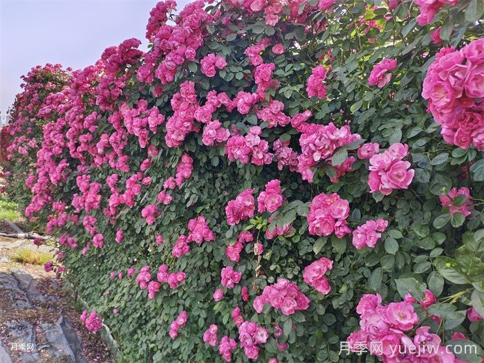 立體墻面綠化的應(yīng)用和花木配置選擇(圖2)